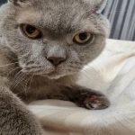 Miks kassid sind oma käppadega purustavad: sellise žesti varjatud tähendus, millest sa ei teadnudki, et sa seda teed miks-kassid-sind-oma-kappadega-purustavad-sellise-zesti-varjatud-tahendus.jpg