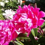 Miks pioonid ei õitse lopsakalt: kaks korda päevas toimuva toitmise saladus, millest naabrid vaikivad miks-pioonid-ei-oitse-lopsakalt-kaks-korda-paevas-toimuva-toitmise.jpg