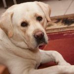 Miks teie koer teid tegelikult mõistab: mitte ilmsed signaalid, millest me ilma jääme miks-teie-koer-teid-tegelikult-moistab-mitte-ilmsed-signaalid-millest.jpg